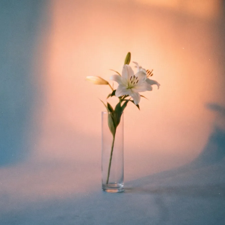 A single white lily in a glass vase against a sunset-lit backdrop